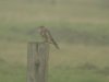 Merlin at Fleet Head (Steve Arlow) (16390 bytes) Merlin at Fleet Head (Steve Arlow) (16390 bytes)